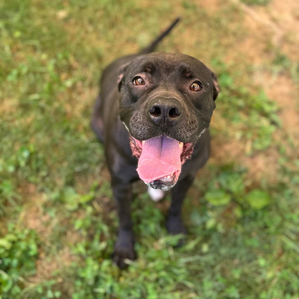 Enlarge Chille, a Adoptable mixed breed in Fairmont, WV image 2/4