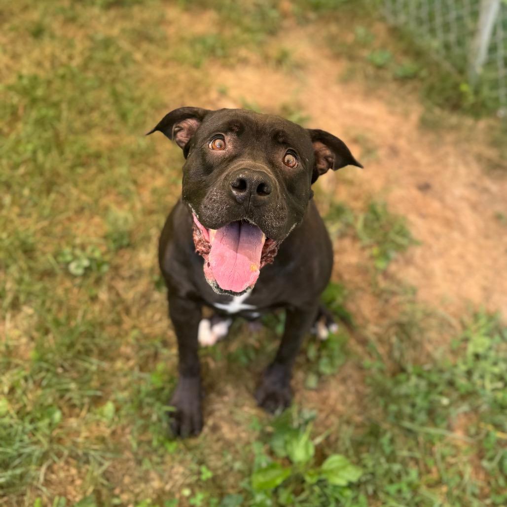 Enlarge Chille, a Adoptable mixed breed in Fairmont, WV image 4/4