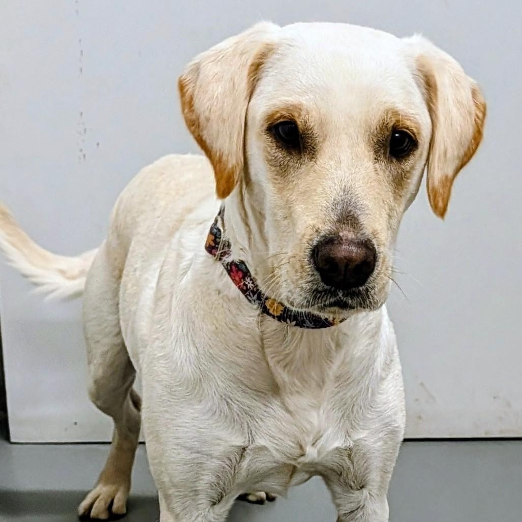 Jazzy, a Adoptable mixed breed in Aurora, NE image 3/3