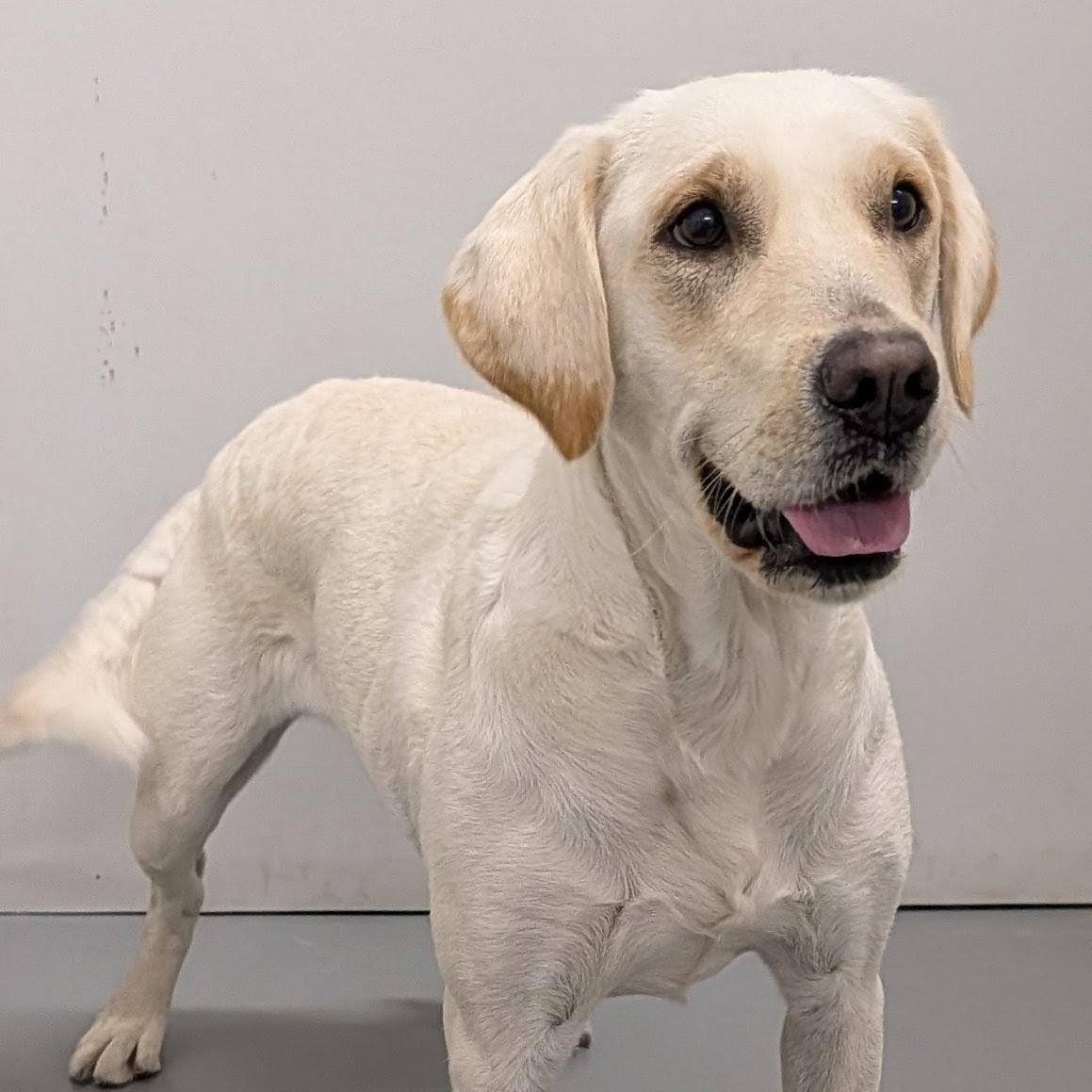 Jazzy, a Adoptable mixed breed in Aurora, NE image 2/3