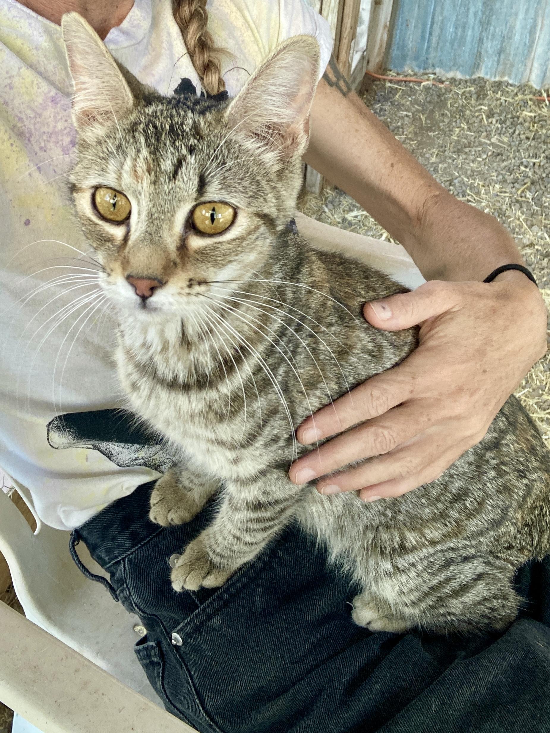 Hannah, a ADOPTABLE Domestic Short Hair in Roswell, NM image 1/3