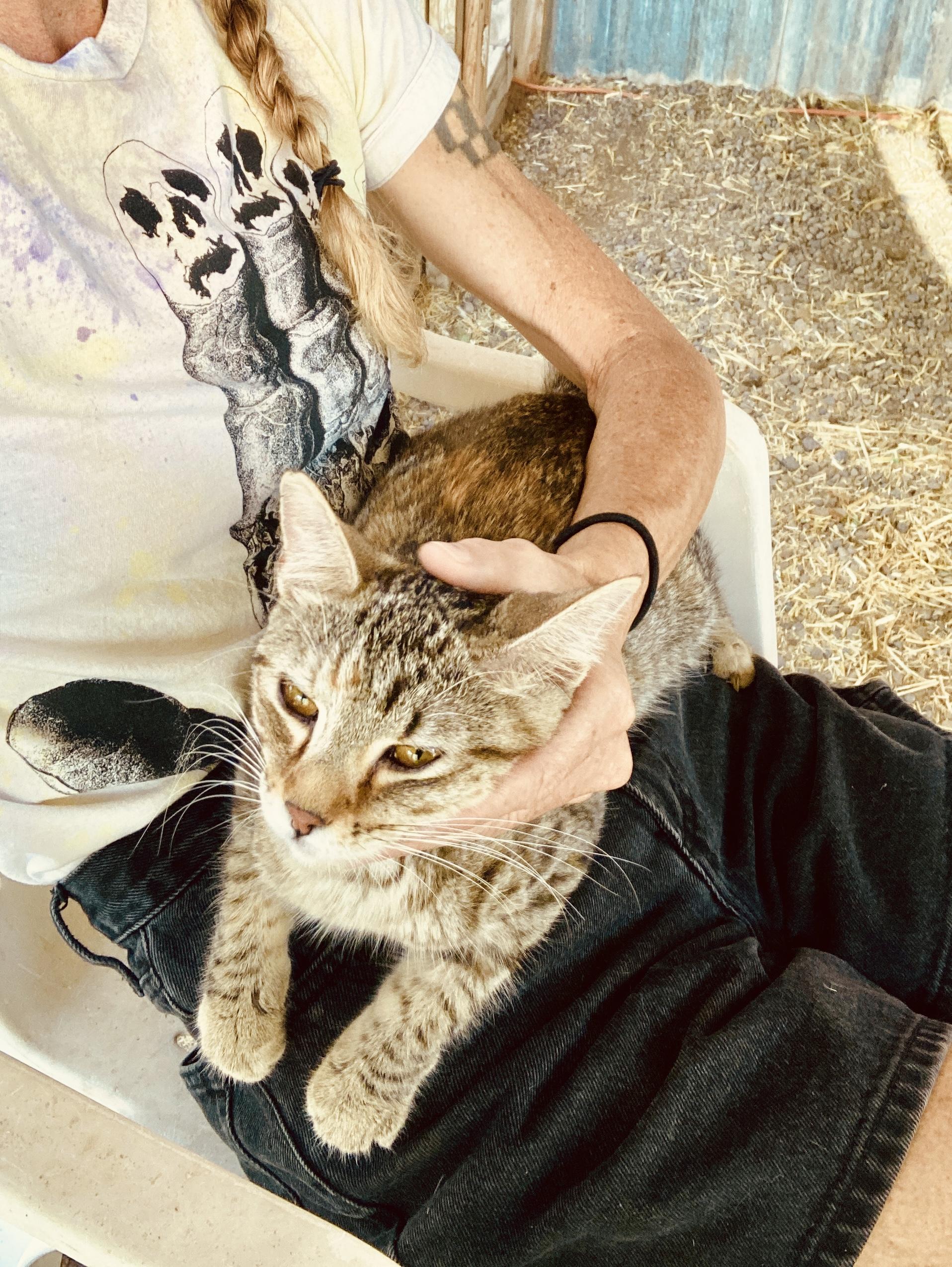 Hannah, a ADOPTABLE Domestic Short Hair in Roswell, NM image 3/3