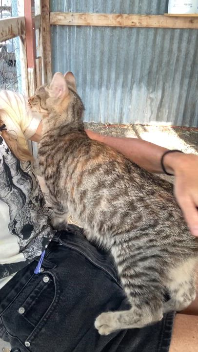 Enlarge Hannah, a ADOPTABLE Domestic Short Hair in Roswell, NM video 2/3