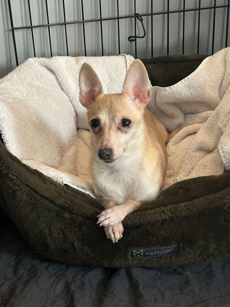 Enlarge Ruffles, a Adoptable Chihuahua in New York, NY image 1/6