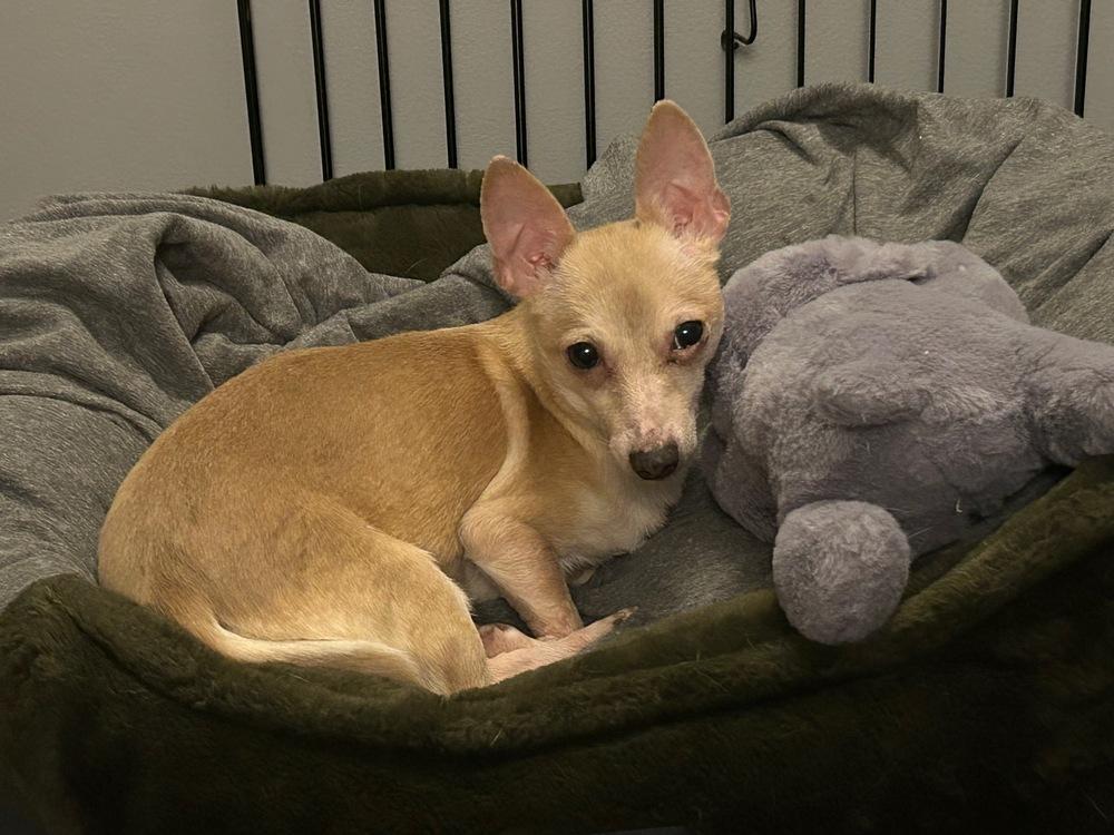 Enlarge Ruffles, a Adoptable Chihuahua in New York, NY image 2/6