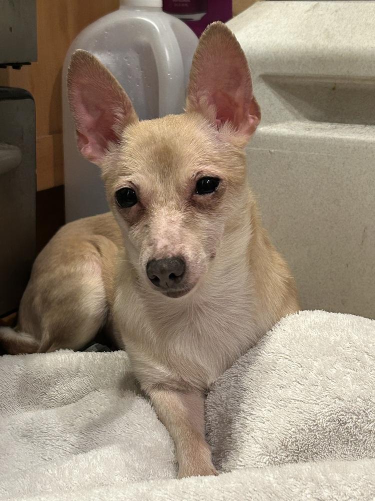 Ruffles, Adoptable, Adult Female Chihuahua.