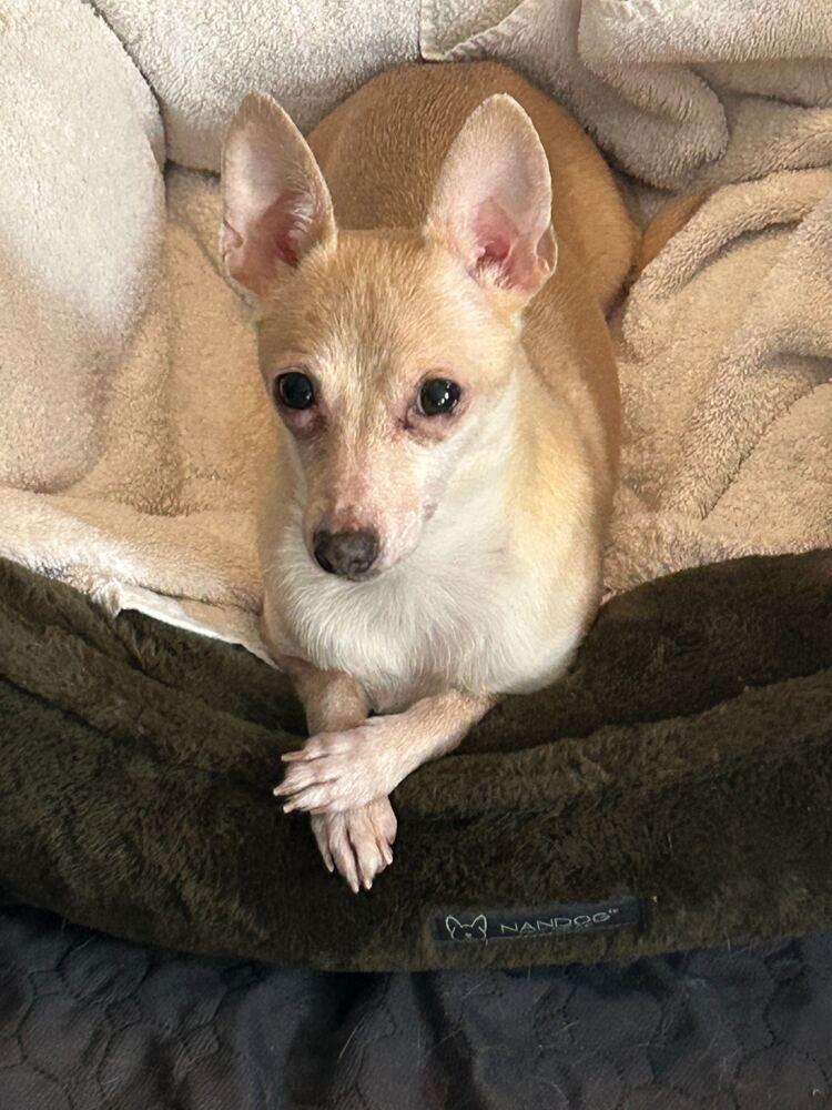 Enlarge Ruffles, a Adoptable Chihuahua in New York, NY image 2/6