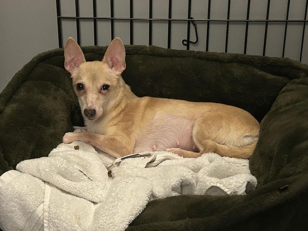 Enlarge Ruffles, a Adoptable Chihuahua in New York, NY image 5/6
