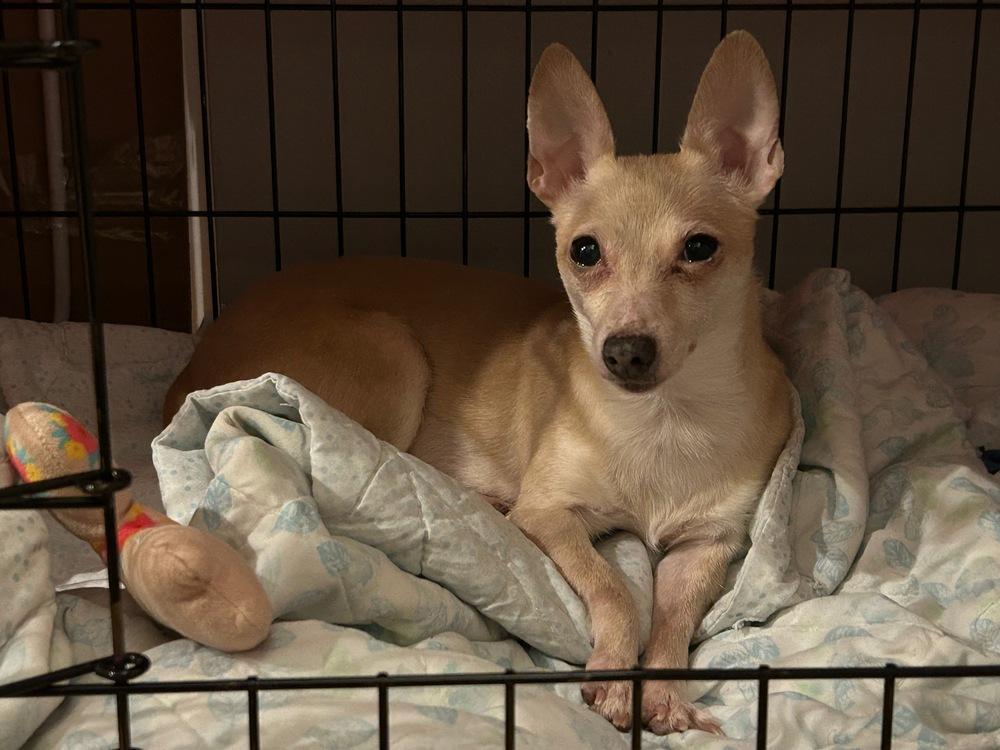 Enlarge Ruffles, a Adoptable Chihuahua in New York, NY image 3/6