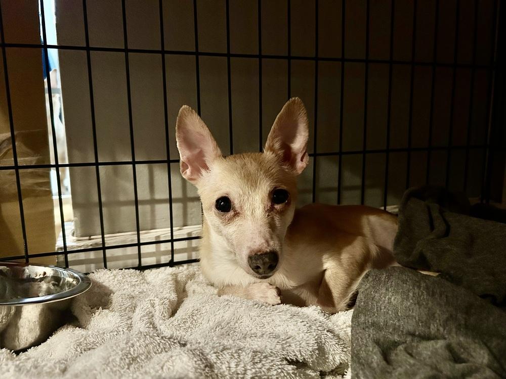 Enlarge Ruffles, a Adoptable Chihuahua in New York, NY image 5/6