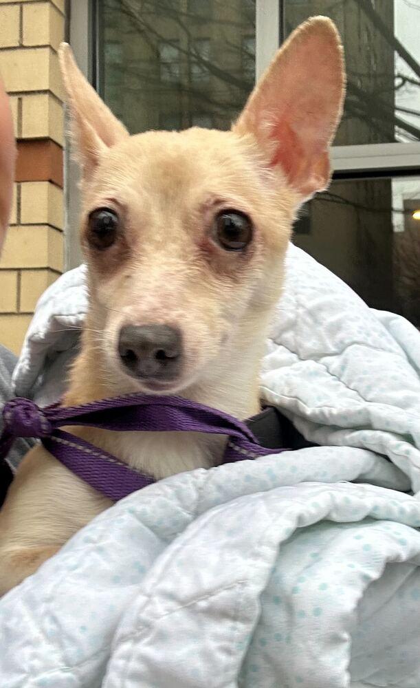 Enlarge Ruffles, a Adoptable Chihuahua in New York, NY image 6/6