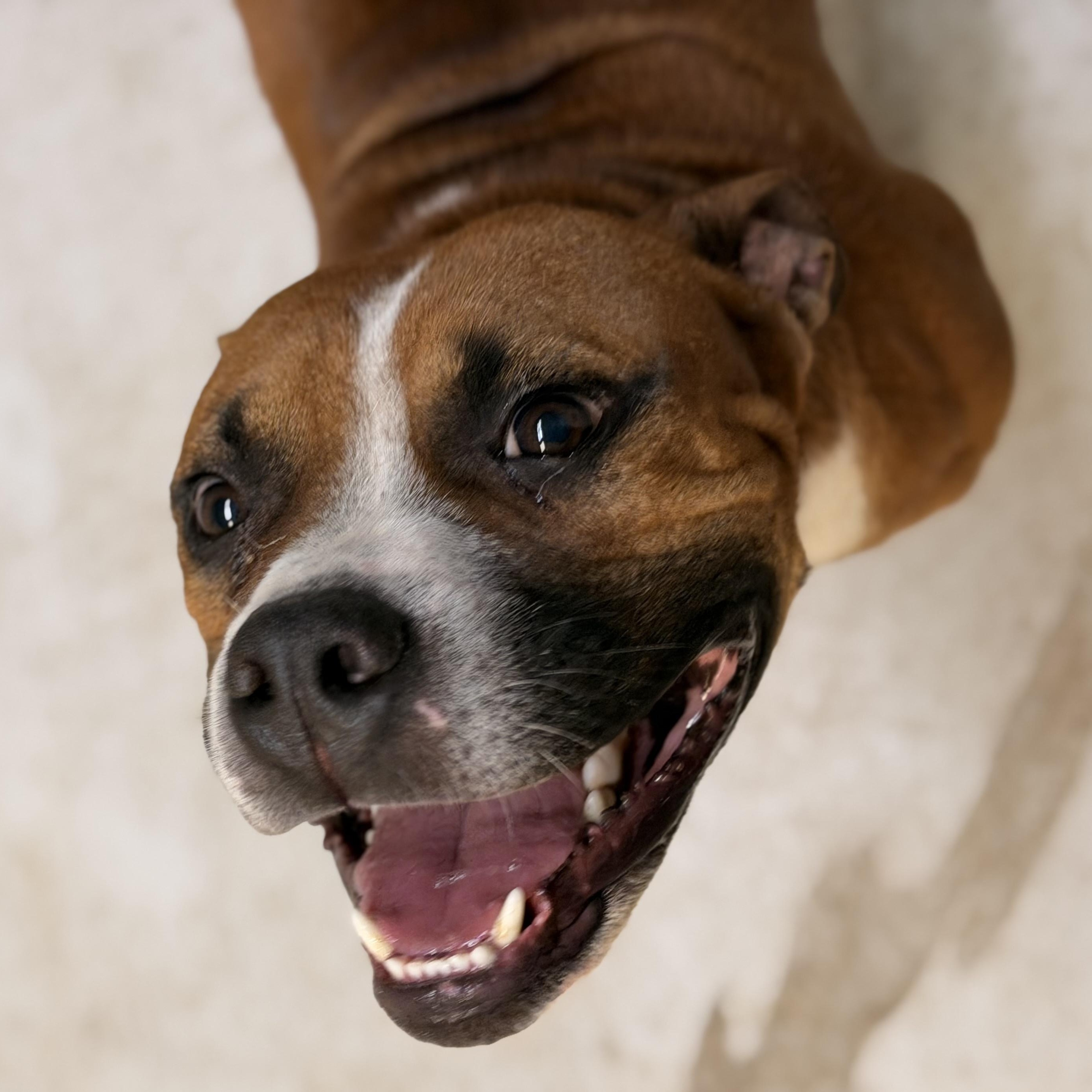 Enlarge Poco, a Adopted mixed breed in Marfa, TX image 2/3