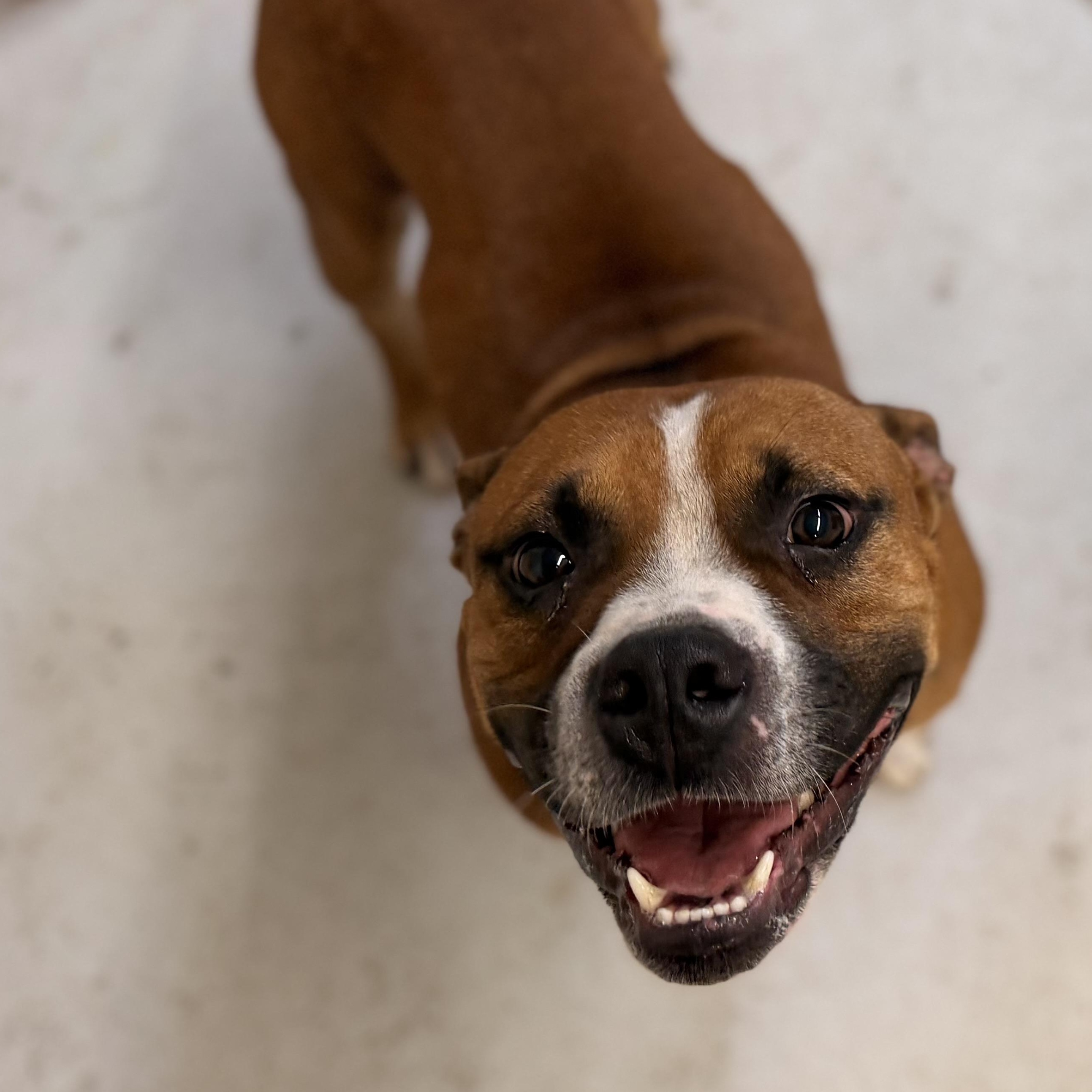 Enlarge Poco, a Adopted mixed breed in Marfa, TX image 3/3