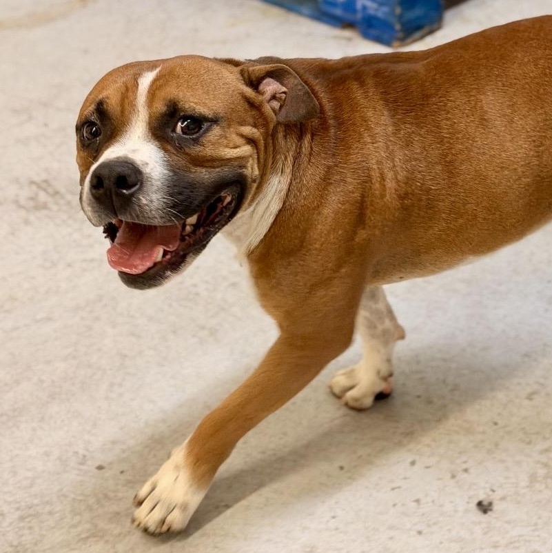 Poco, Adopted, Adult Male Boxer.