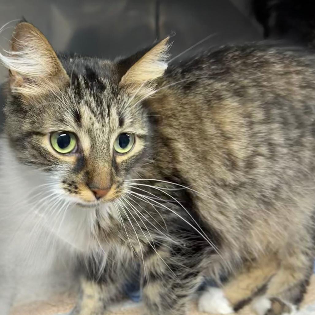 Enlarge Clover, a Adoptable Domestic Long Hair in Jefferson city, TN image 2/2