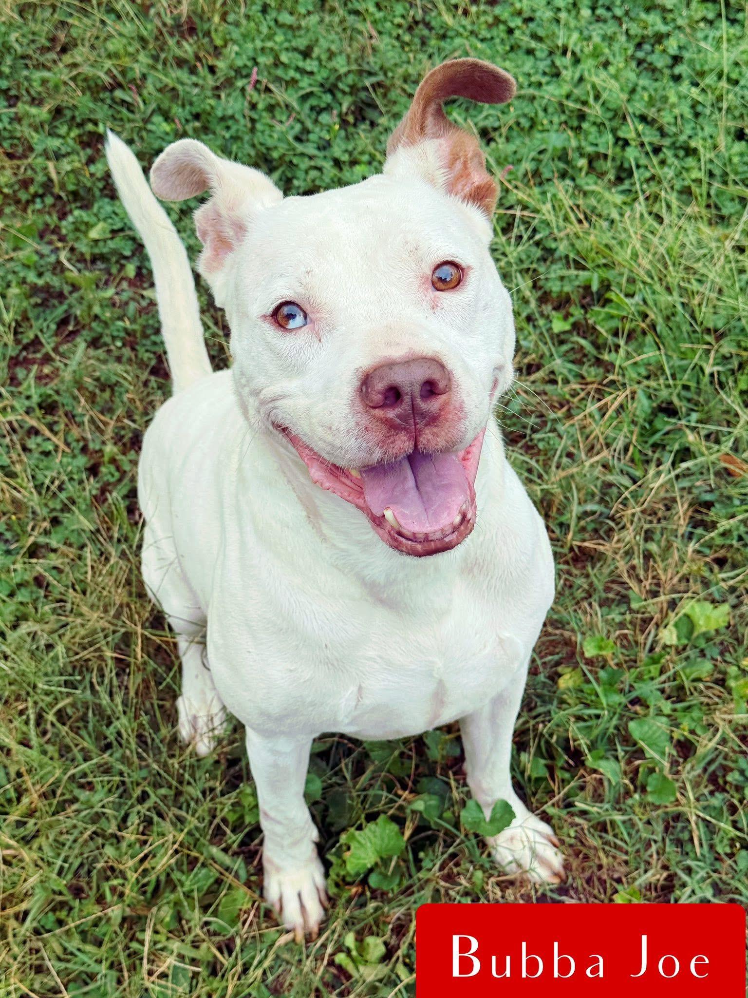 Enlarge Bubba Joe, a Adoptable mixed breed in Stockbridge, GA image 1/3