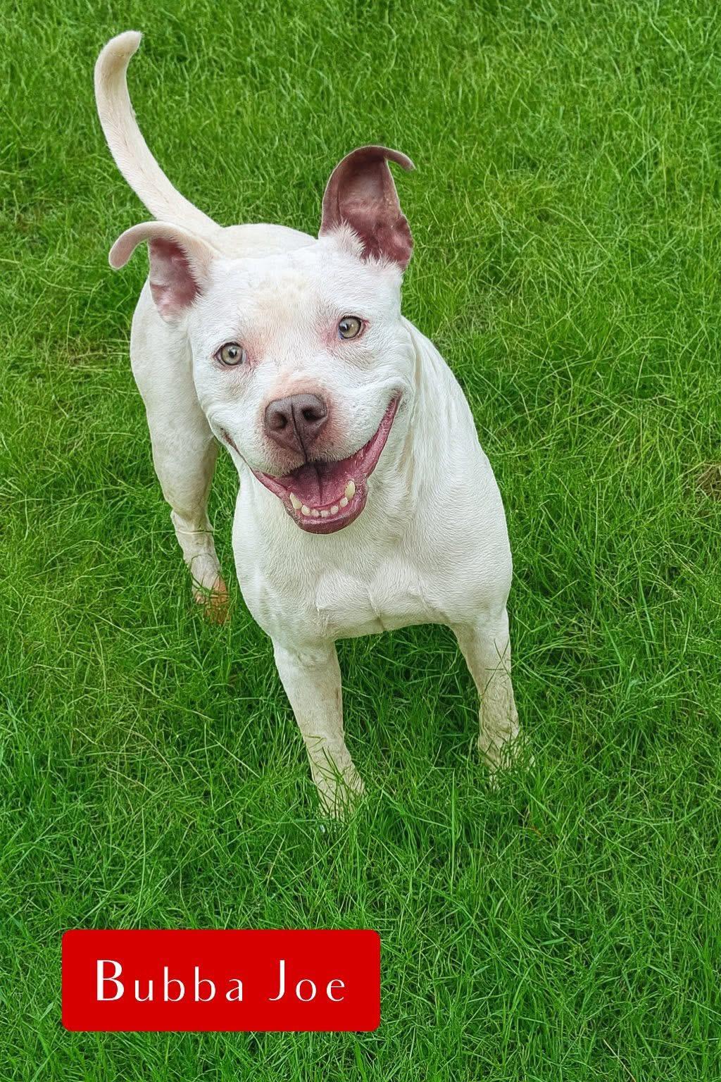Enlarge Bubba Joe, a Adoptable mixed breed in Stockbridge, GA image 3/3