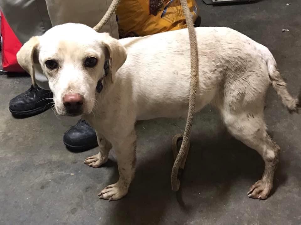 Rudolph (AKA Steve), Adoptable, Adult Male Mixed Breed.