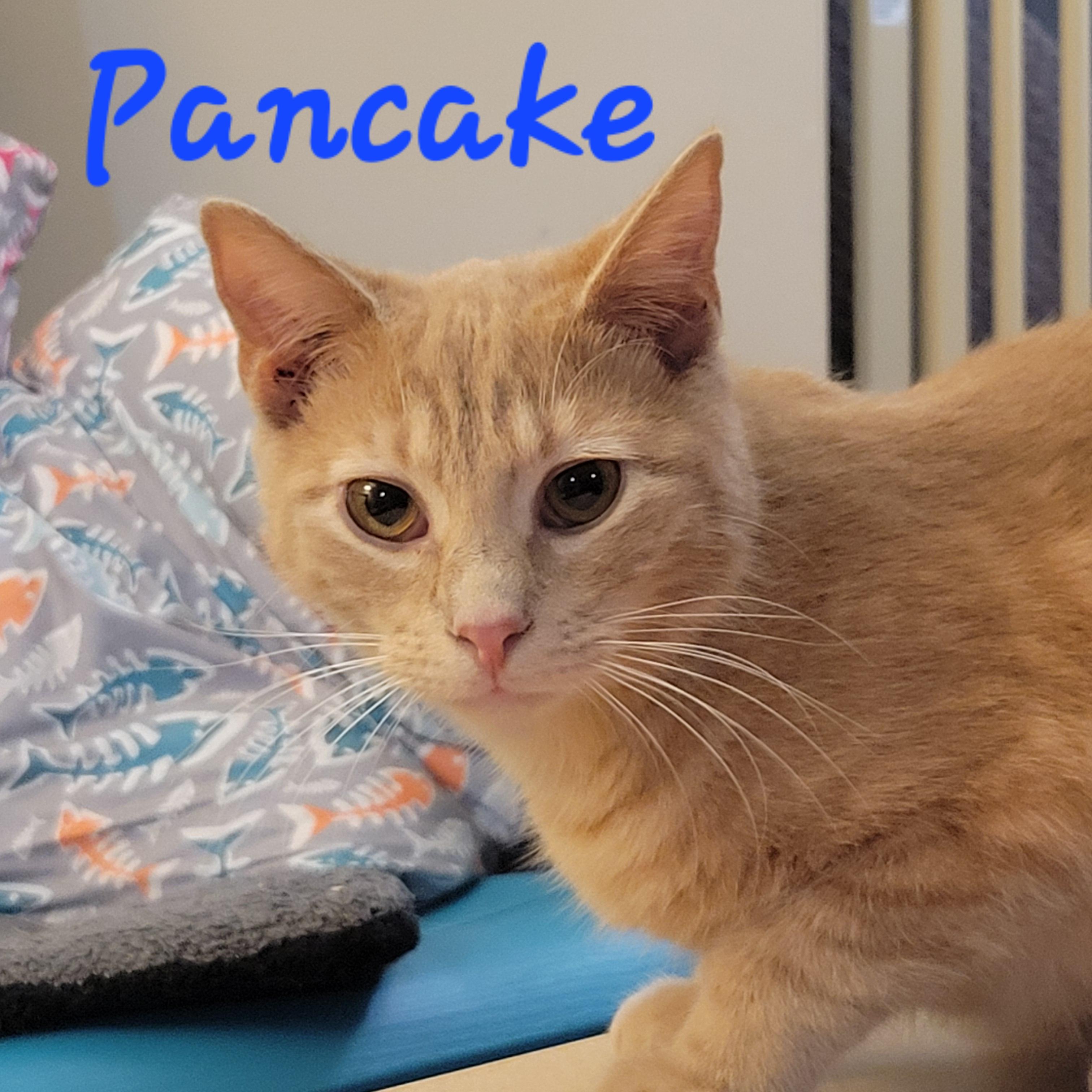 Enlarge Pancake , an adopted mixed breed in Parlin, NJ image 4/5