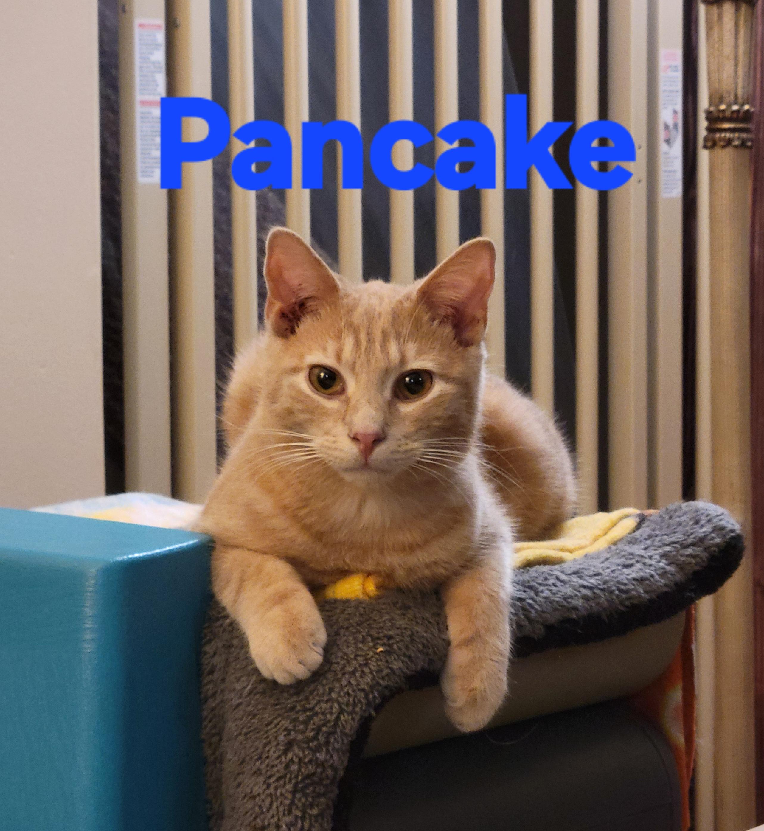 Pancake , adopted, Young Male American Shorthair.