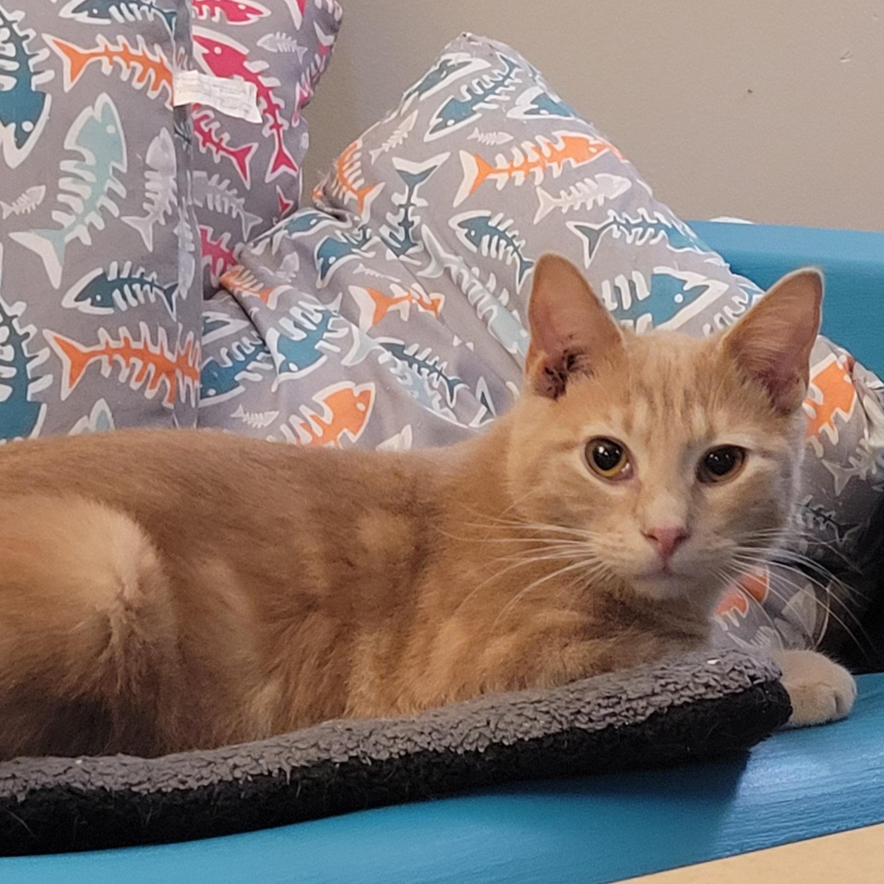 Enlarge Pancake , an adopted mixed breed in Parlin, NJ image 5/5