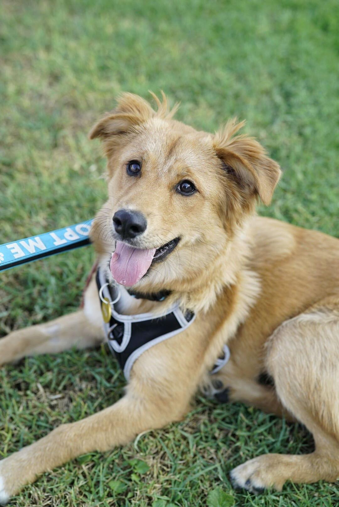 Amelia, Adoptable, Puppy Female Golden Retriever.