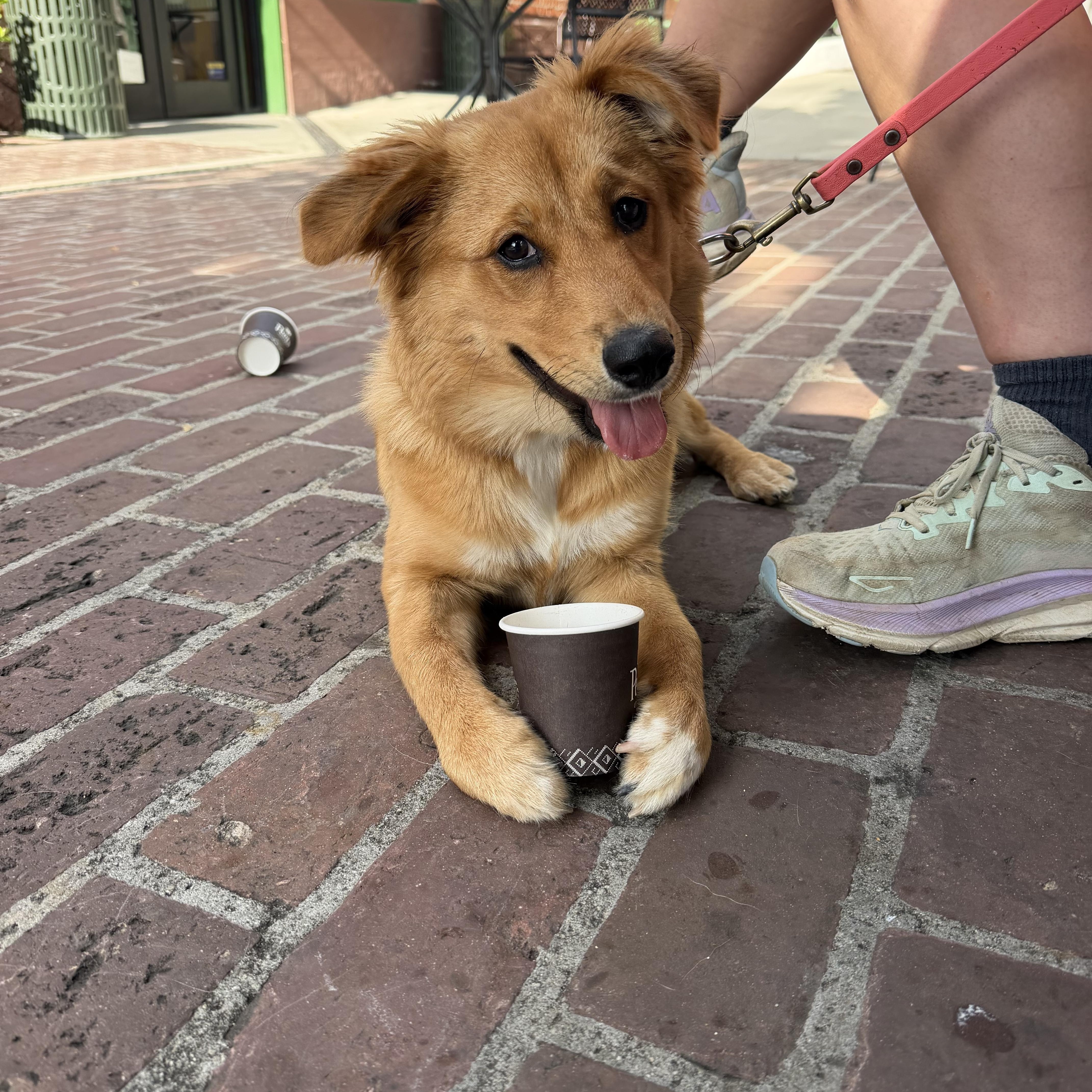 Amelia, a Adoptable mixed breed in Pasadena, CA image 3/6