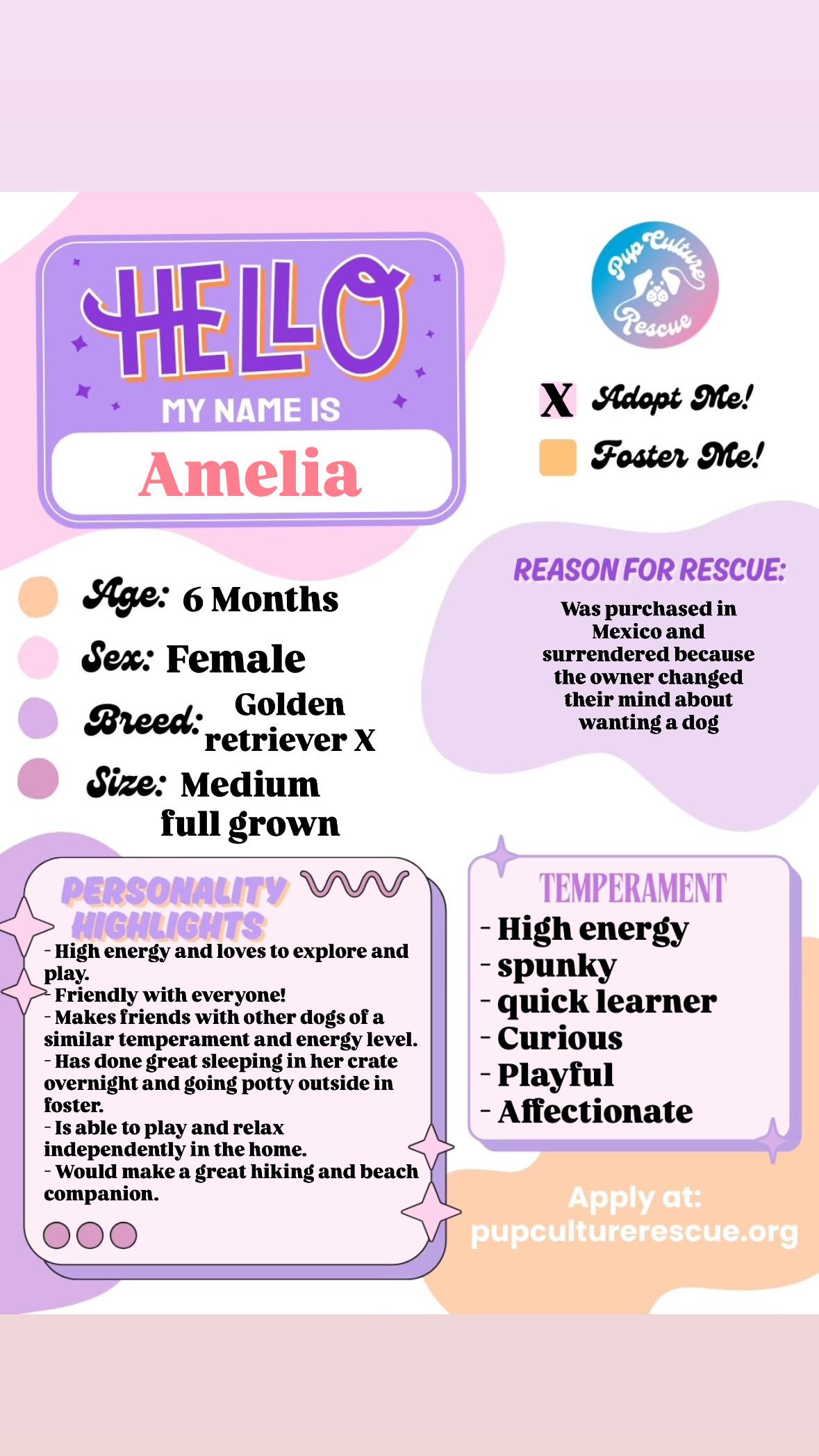 Amelia, a Adoptable mixed breed in Pasadena, CA image 2/6