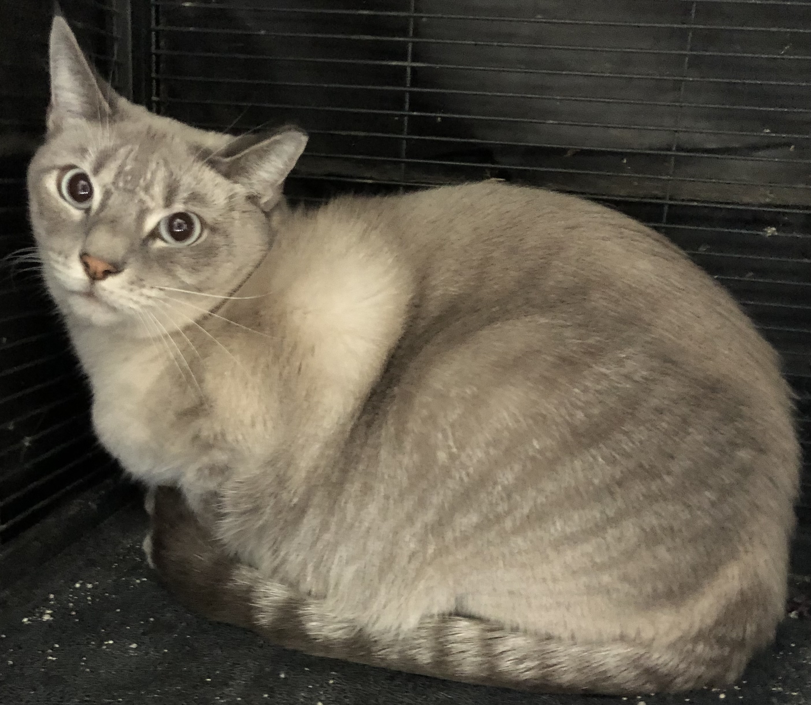 Fo, a Adoptable mixed breed in Bellmawr, NJ image 1/3