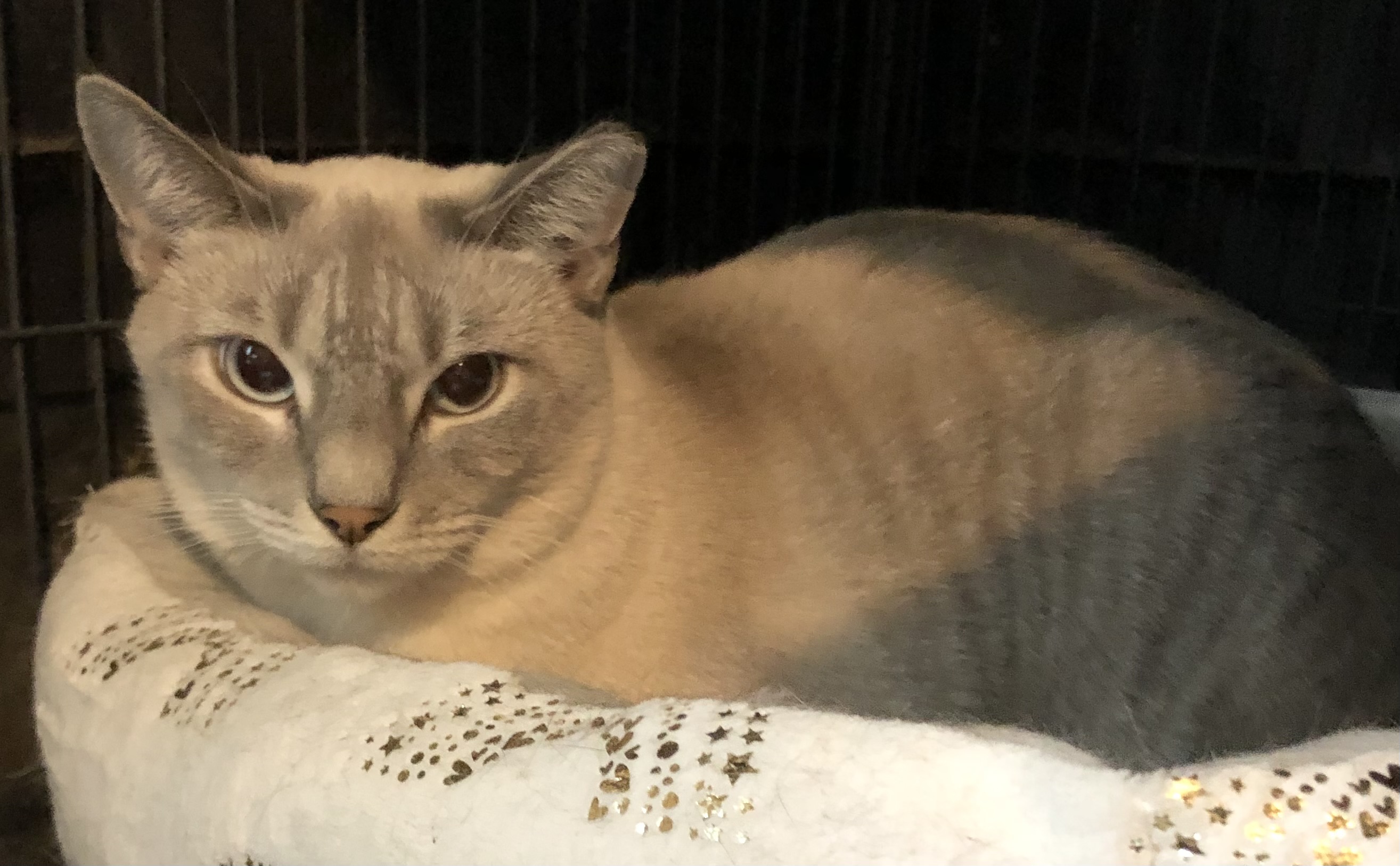 Fo, a Adoptable mixed breed in Bellmawr, NJ image 2/3