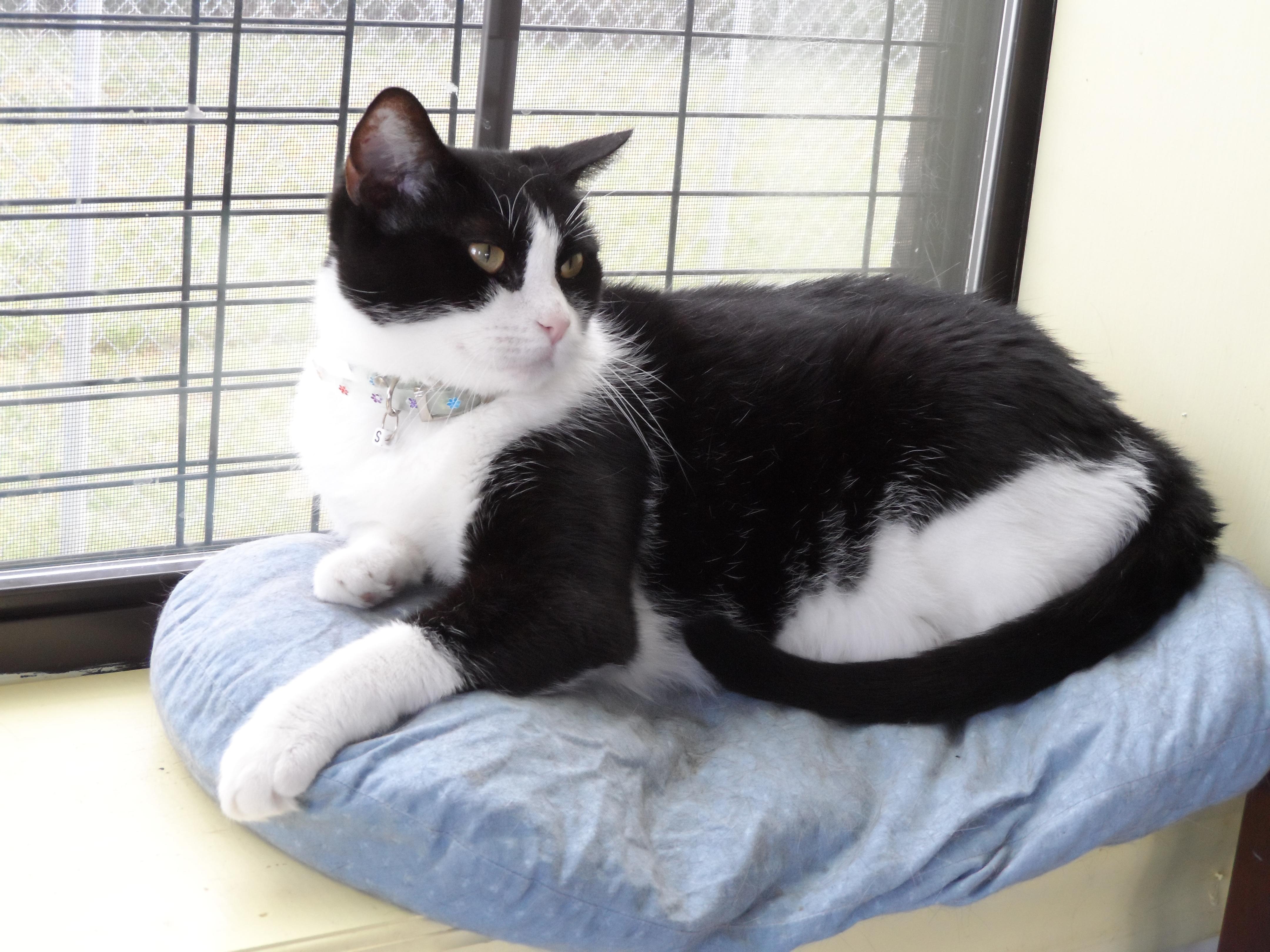 Macie, an adoptable Tuxedo in Hearne, TX, 77859 | Photo Image 1