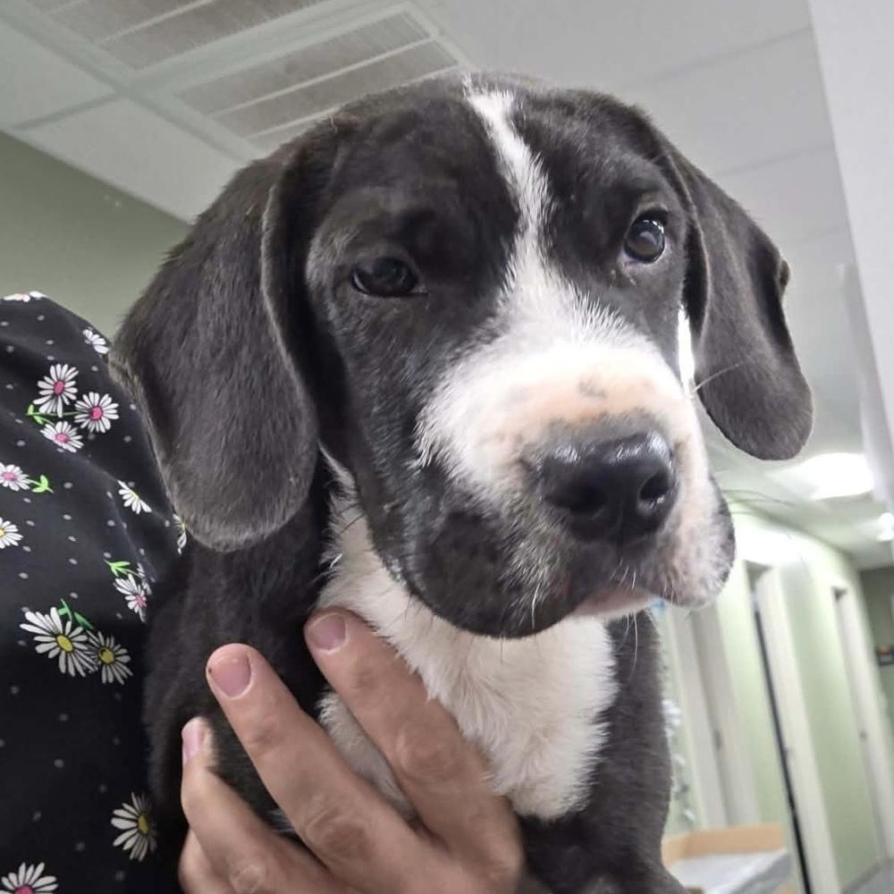 Enlarge AAD New Arrival!  Casey Cole - 26198, a Adoptable mixed breed in Armonk, NY image 1/1