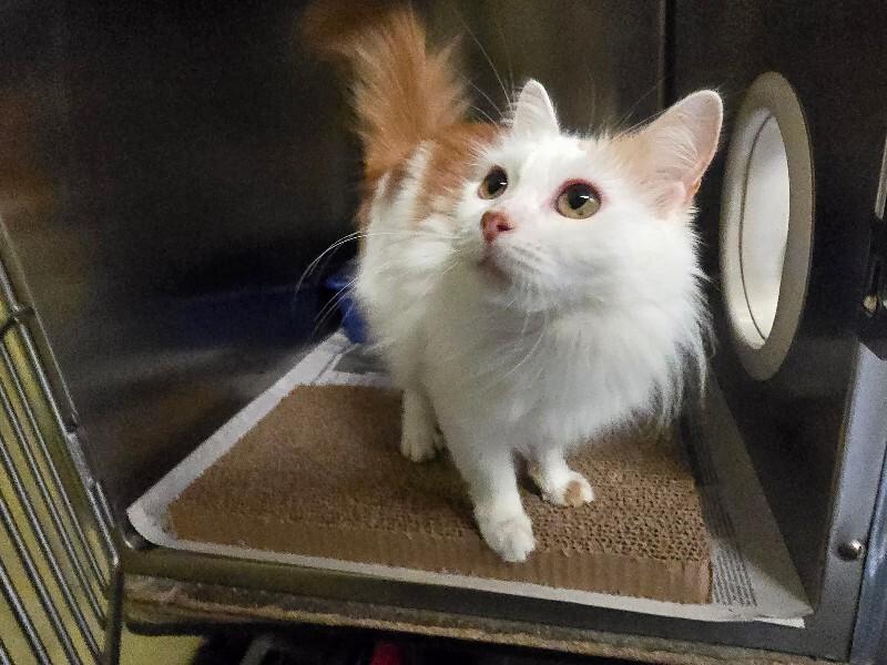 Enlarge Fatima, a Adoptable Domestic Long Hair in Cortland, NY image 1/1