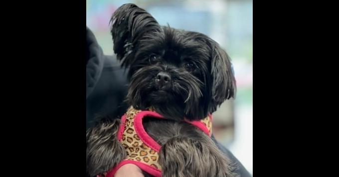 Riley, Adoptable, Adult Female Yorkshire Terrier.