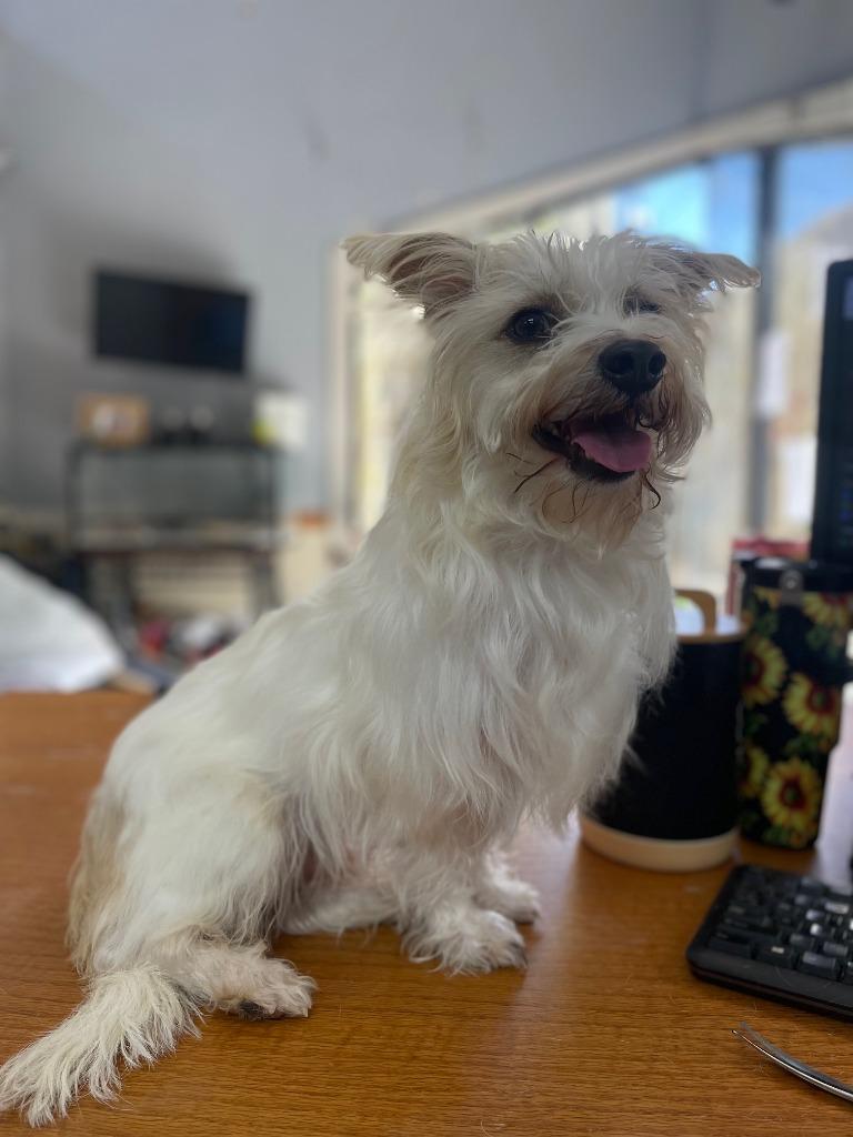 Clyde, Adoptable, Adult Male Chihuahua & Yorkshire Terrier.