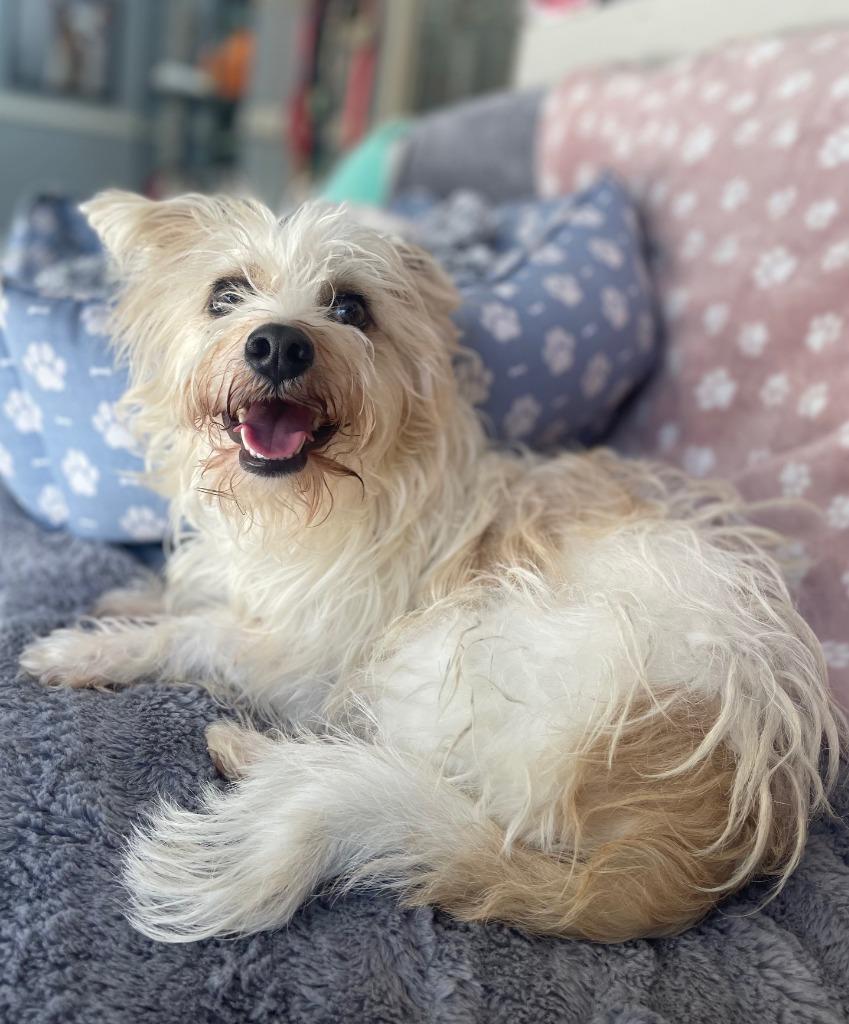 Enlarge Clyde, a Adoptable mixed breed in Fort Worth, TX image 2/2