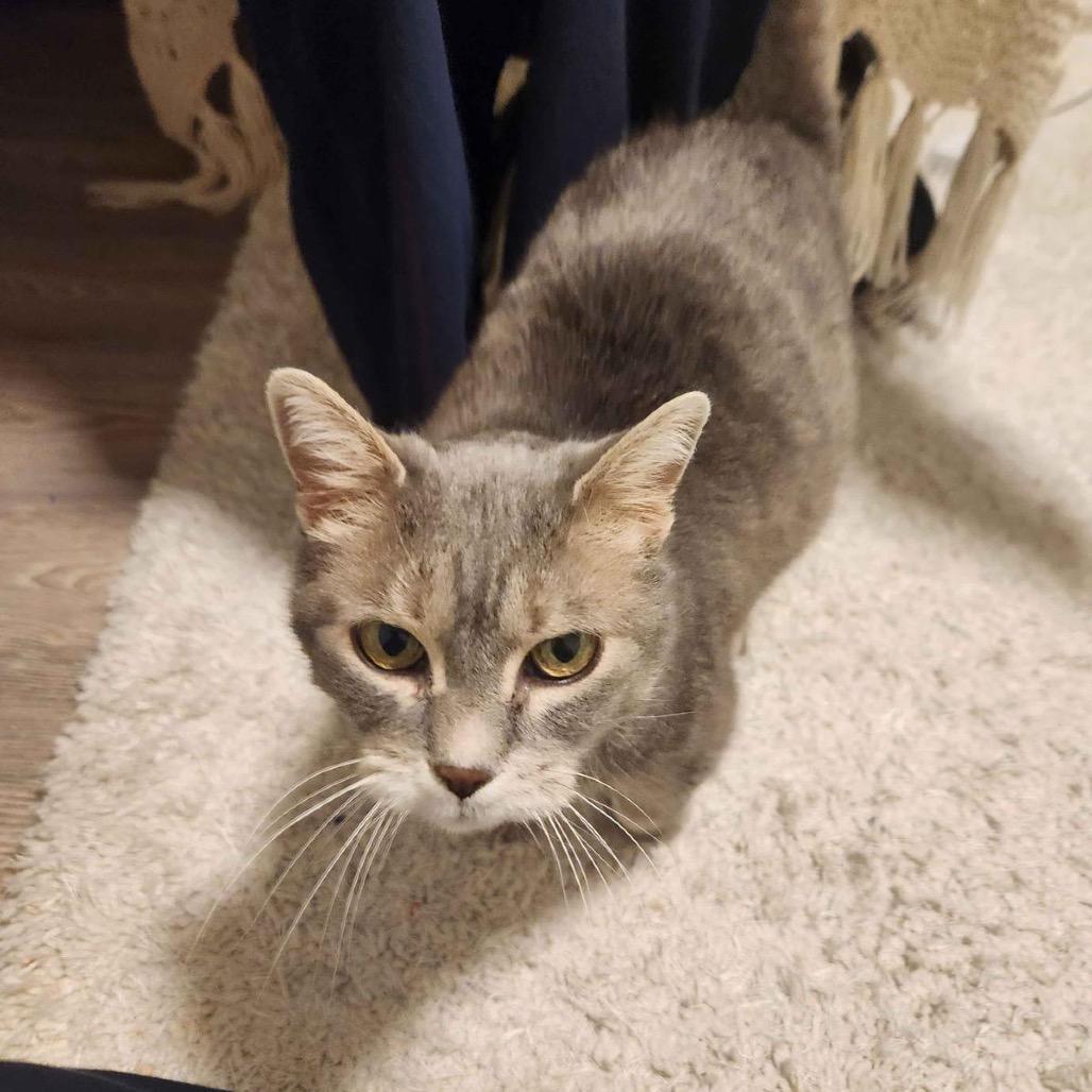 Lady, Adoptable, Adult Female Domestic Short Hair.