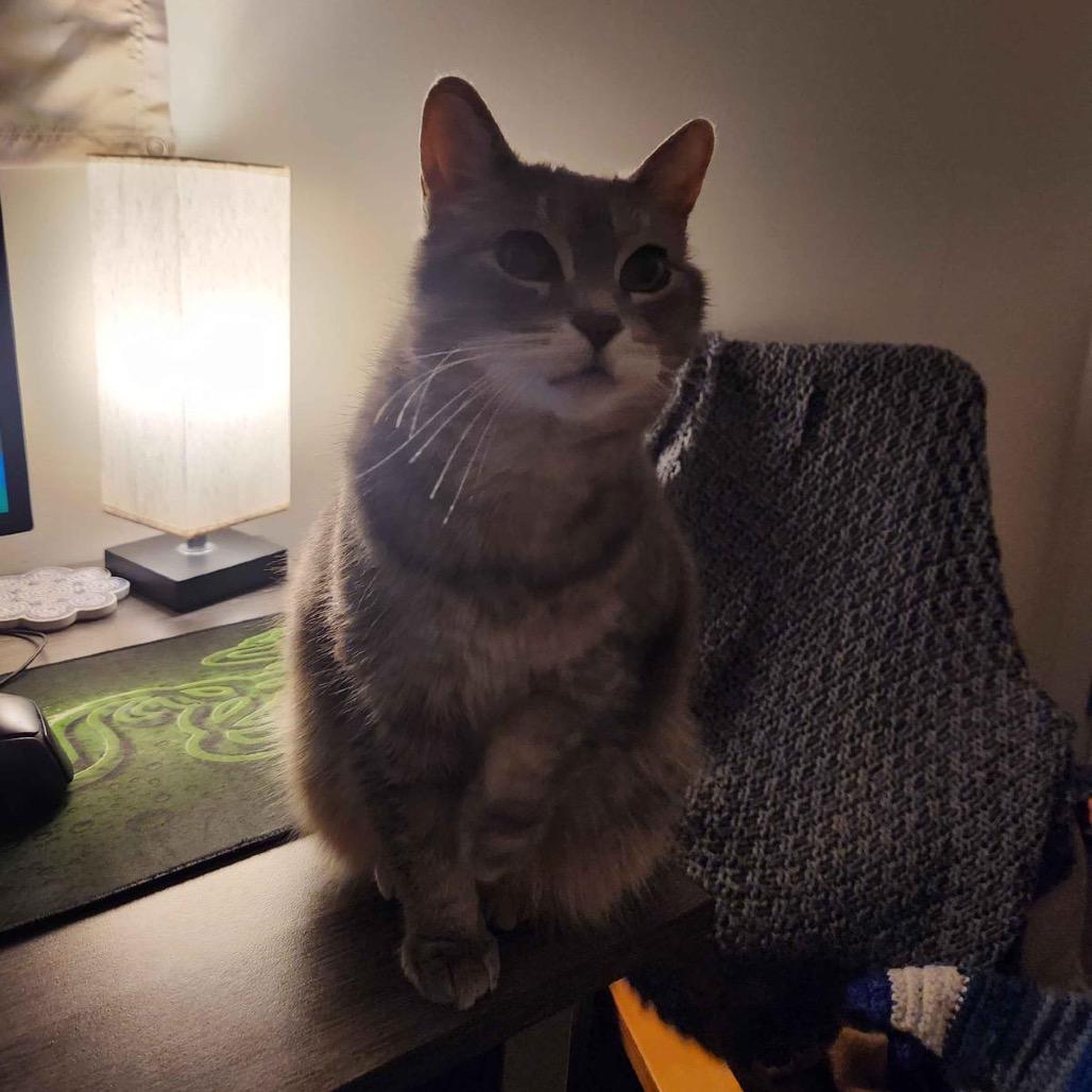 Enlarge Lady, a Adoptable Domestic Short Hair in Puslinch, ON image 2/6