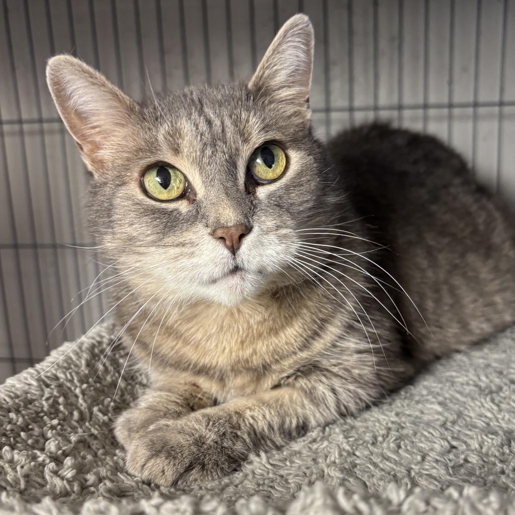 Enlarge Lady, a Adoptable Domestic Short Hair in Puslinch, ON image 3/6