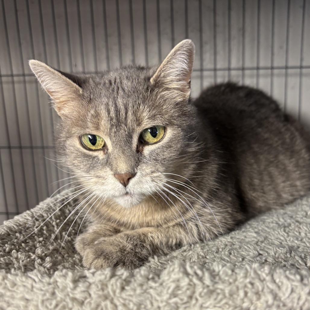 Enlarge Lady, a Adoptable Domestic Short Hair in Puslinch, ON image 4/6