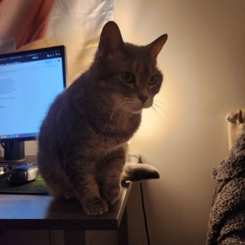 Enlarge Lady, a Adoptable Domestic Short Hair in Puslinch, ON image 5/6