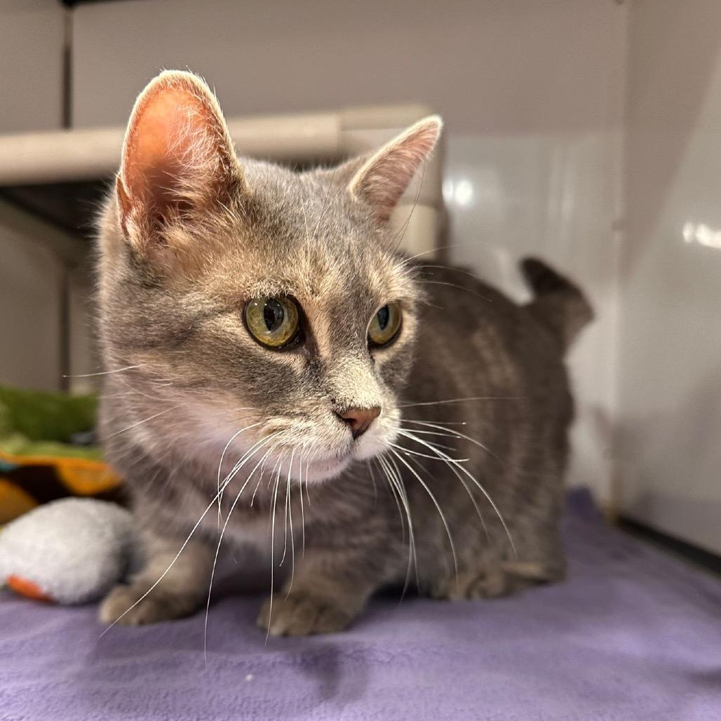 Enlarge Lady, a Adoptable Domestic Short Hair in Puslinch, ON image 6/6