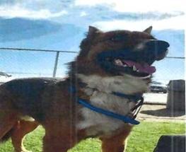 Enlarge Ranger (A114165), a Adoptable mixed breed in Pahrump, NV image 1/1