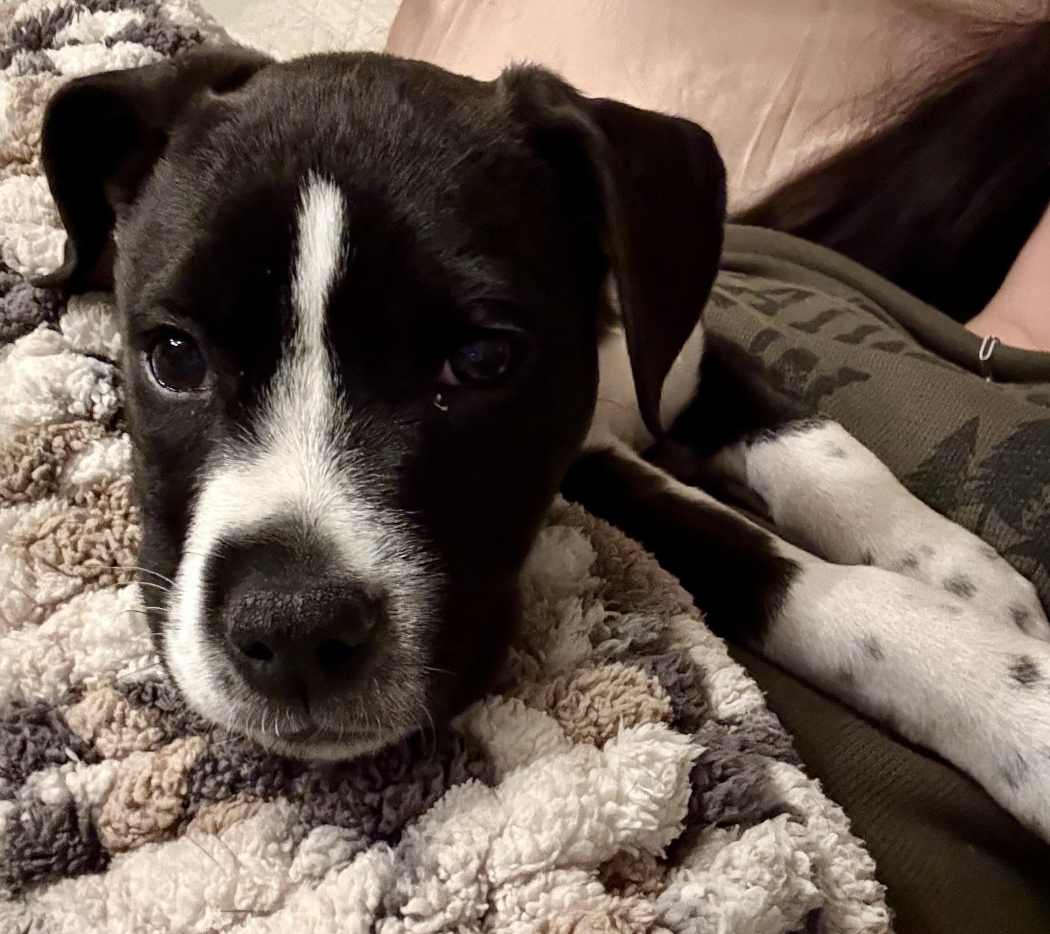 Soul, Adopted, Young Female Pit Bull Terrier.