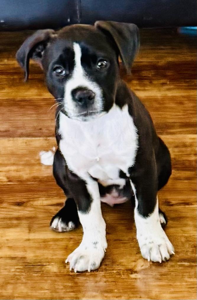 Enlarge Soul, a Adopted mixed breed in Hardin, MT image 3/3