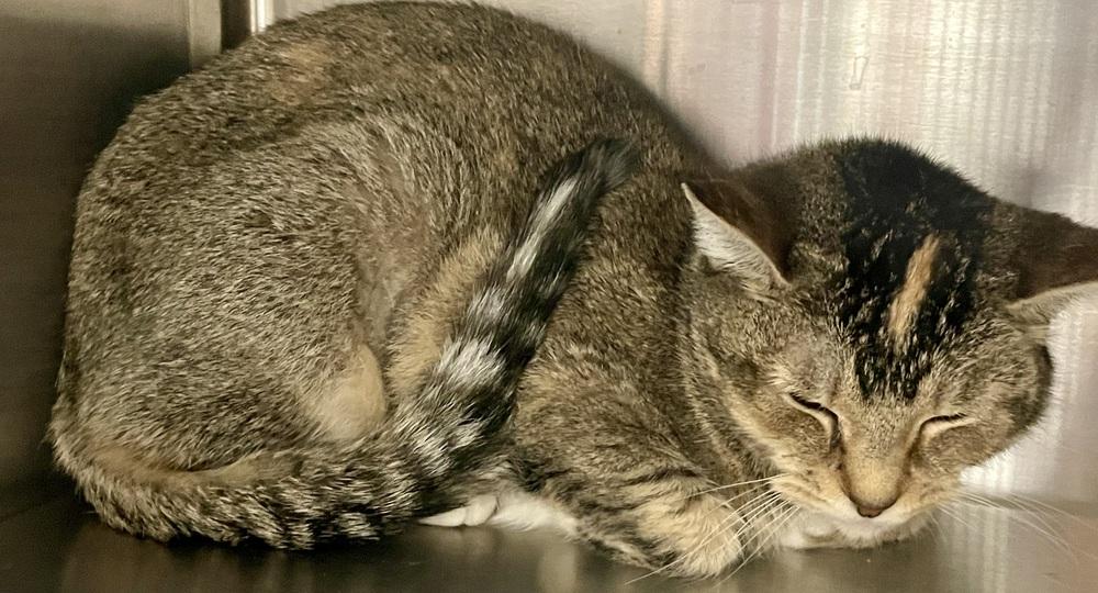 Carrie, Adoptable, Young Female Domestic Short Hair.