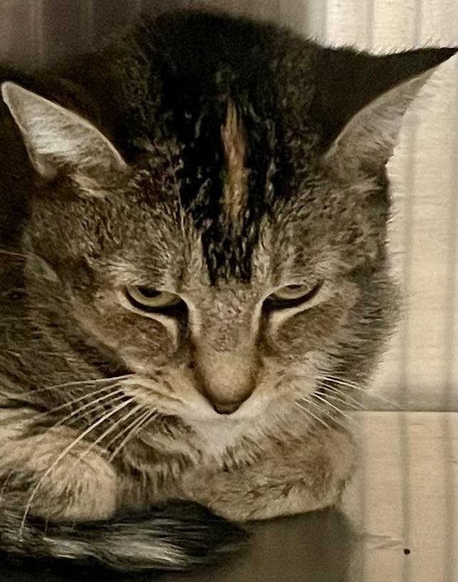 Enlarge Carrie, a Adoptable mixed breed in Southbury, CT image 2/3