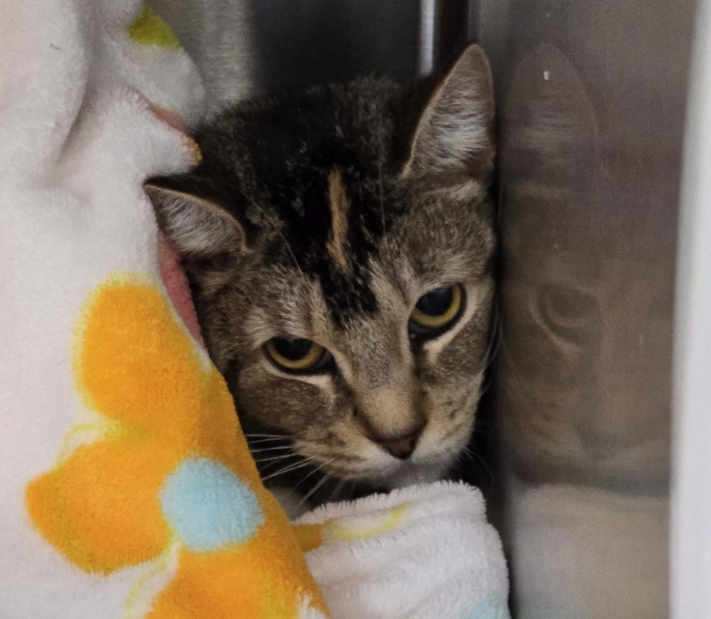 Enlarge Carrie, a Adoptable mixed breed in Southbury, CT image 3/3