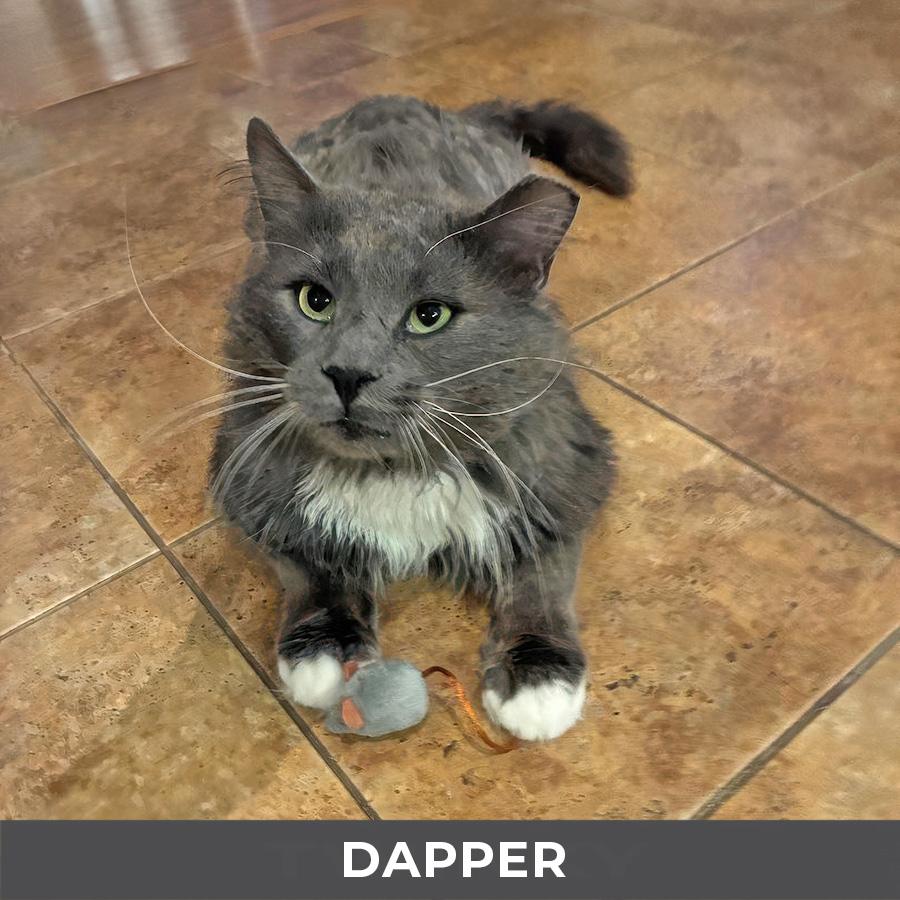 Dapper, a ADOPTABLE Domestic Long Hair in Etobicoke, ON image 5/5