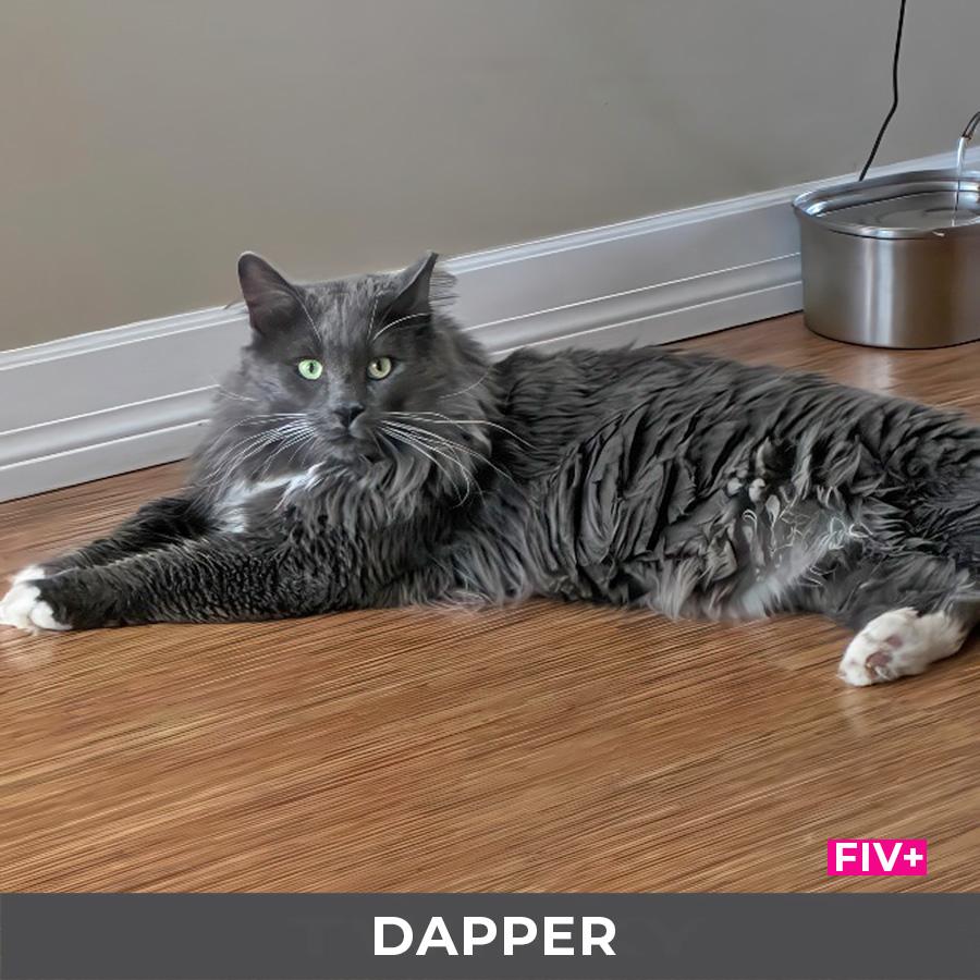 Enlarge Dapper, a ADOPTABLE Domestic Long Hair in Etobicoke, ON image 3/6